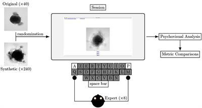 Brain organoid data synthesis and evaluation